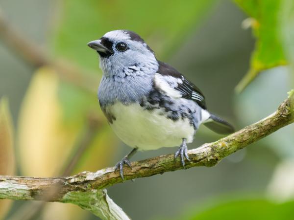 Turkooistangare (Tangara brasiliensis)